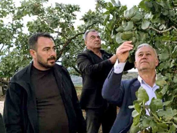 Gaziantep'te, dolu yağışlarının ardından fıstık bahçelerinde zarar tespit ediliyor